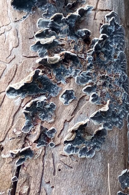 La natura della magia - a Photographic Art Artowrk by Roberto  Canepa 