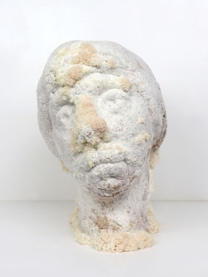  Hericium Erinaceus I - a Photographic Art Artwork by lin gerritse