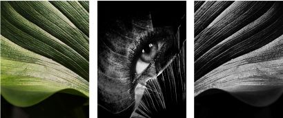 OXYGEN "ELEVATUS" - Trittico - a Photographic Art Artwork by Sara Franci Visual Artist