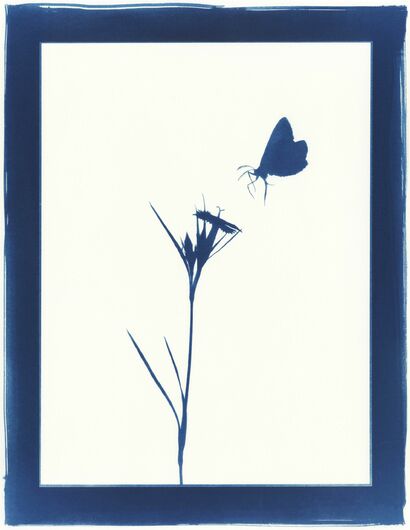 Naturalia Tavola X - a Photographic Art Artowrk by Alice Serafino