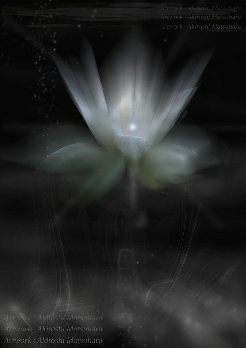 Lotus all in - a Photographic Art by Akitoshi Matsuhara