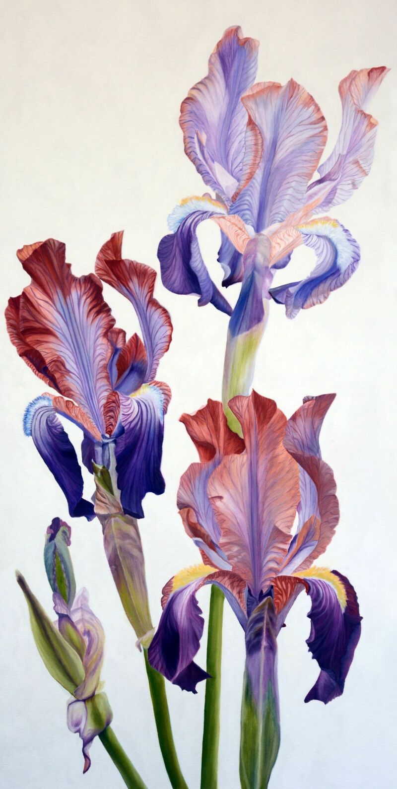 Iris Stolonifera - a Paint by MarNe