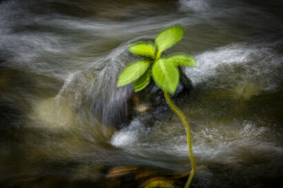 Ur-Plant (Transient Waters) - A Photographic Art Artwork by Juan Paulhiac
