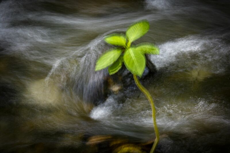 Ur-Plant (Transient Waters) - a Photographic Art by Juan Paulhiac