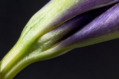 Flowers: Iris - a Photographic Art Artowrk by Fiorina Maria  Lembo