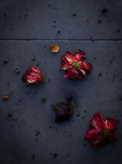 Bleeding Petals - a Photographic Art Artowrk by Alva Martín
