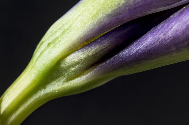 Flowers: Iris - a Photographic Art by Fiorina Maria  Lembo