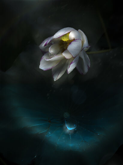 One heart Lotus.jpg - a Photographic Art Artowrk by Akitoshi Matsuhara