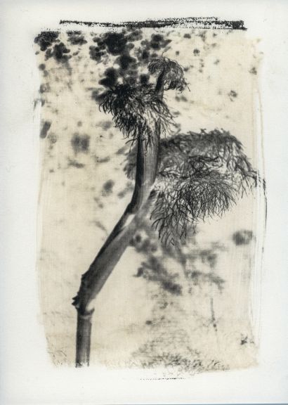 Asphodelo-Imago Plantae - a Photographic Art Artwork by Stefano Paradiso