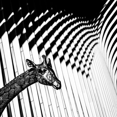 Oculus giraffe - a Photographic Art Artowrk by Adrian Schaub