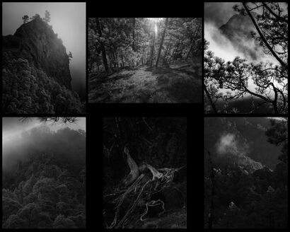 Im Wald 1.1 - La Selva - A Photographic Art Artwork by simone de saree