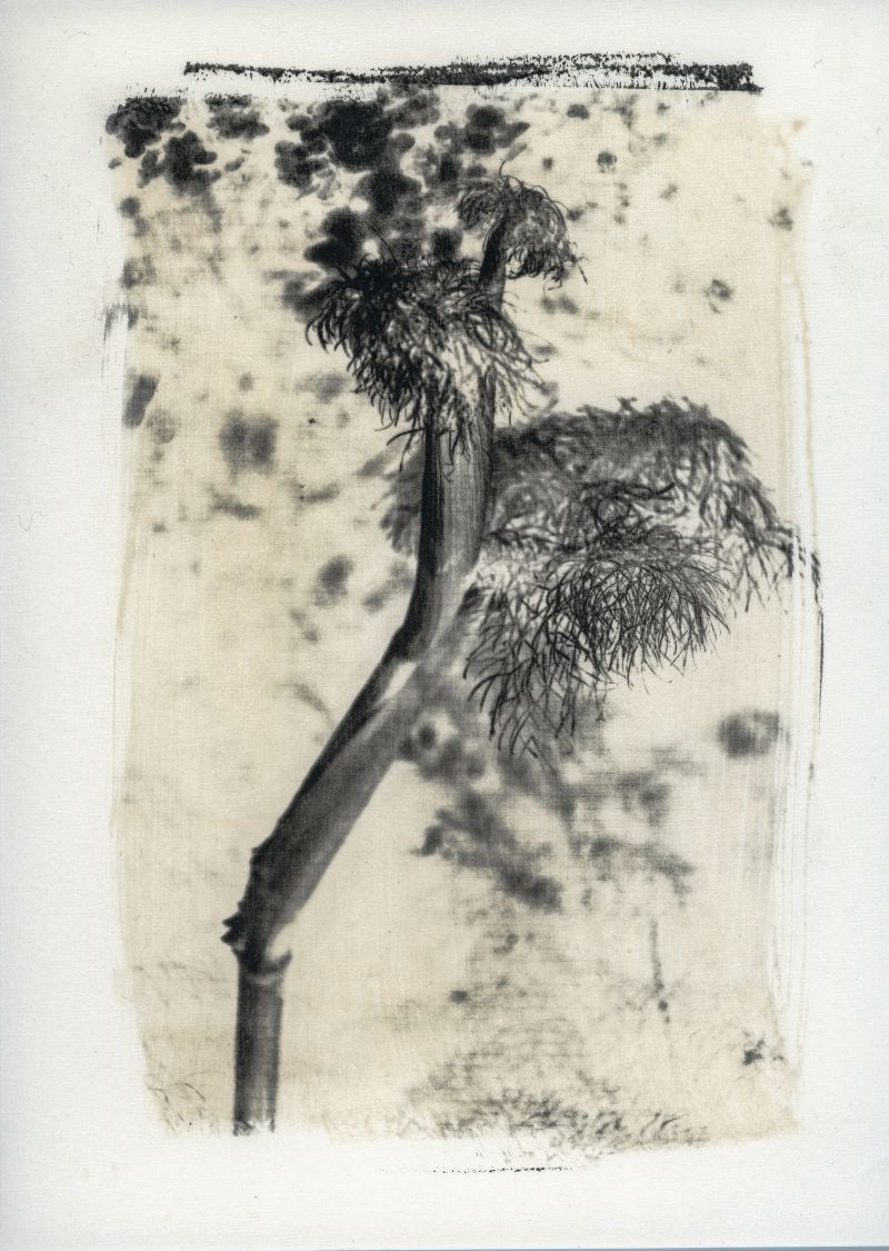 Asphodelo-Imago Plantae - a Photographic Art by Stefano Paradiso