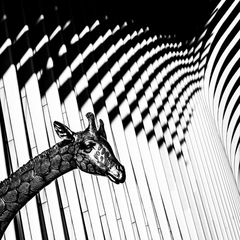 Oculus giraffe - a Photographic Art by Adrian Schaub