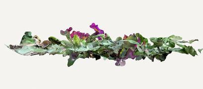 Flying Primroses - a Photographic Art Artowrk by Niels Tofahrn