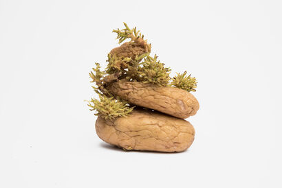 Potatoes. Still. Life.  - a Photographic Art Artowrk by Anja Haidecker