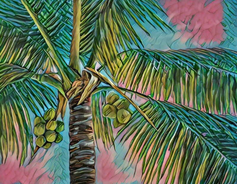 Coconuts & Pink Palms - a Digital Graphics and Cartoon by Katherine Polack