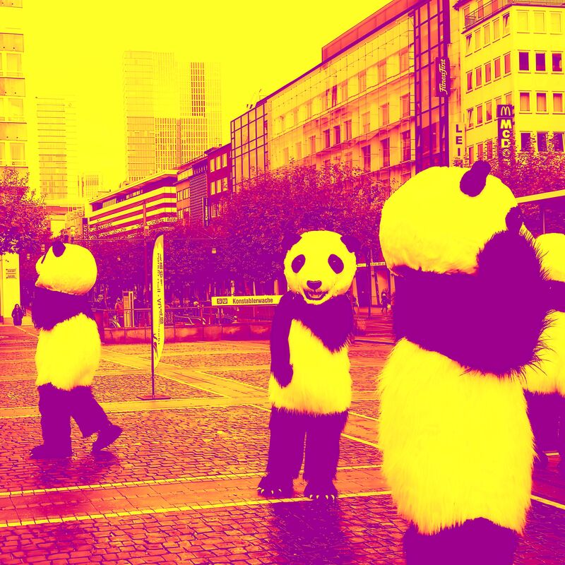 pandas - a Photographic Art by Karl Pont