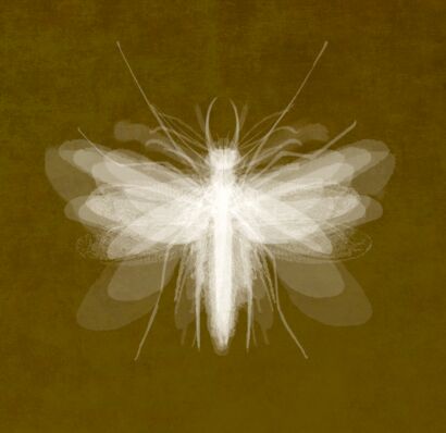 Insect II - a Photographic Art Artowrk by Peter Arnell