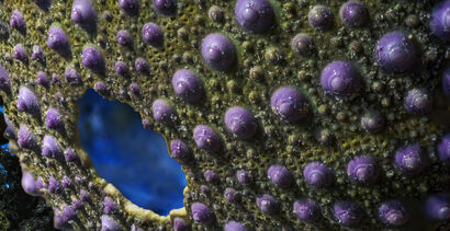 Sea Urchin - A Photographic Art Artwork by martinomotti