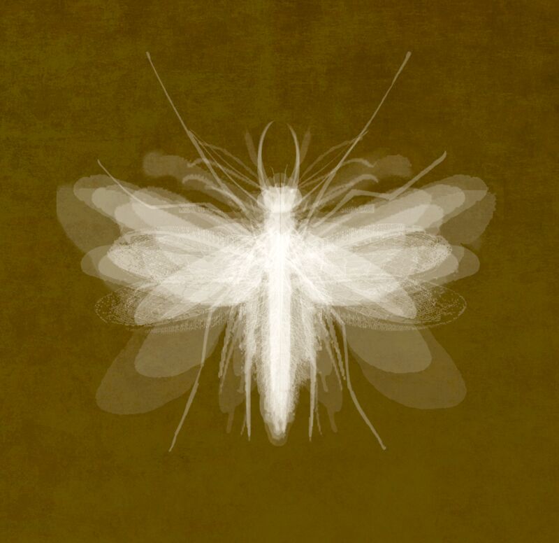 Insect II - a Photographic Art by Peter Arnell