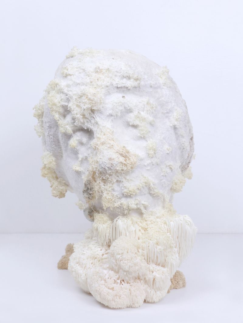 Hericium Erinaceus II - a Photographic Art by lin gerritse