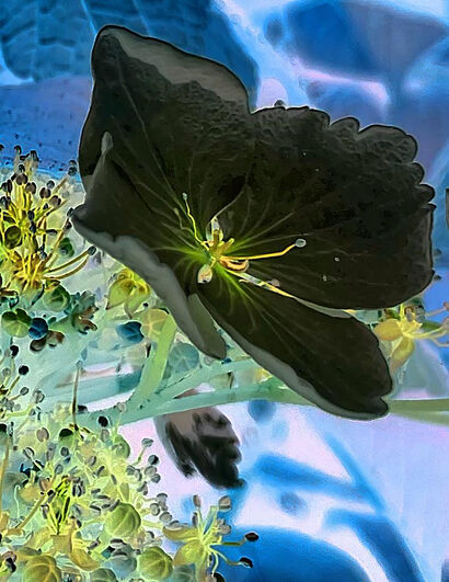 Dark Flowers - A Photographic Art Artwork by Tony Ronchi