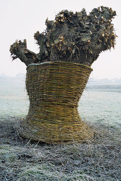 A Willow Embraced - a Land Art Artowrk by Damjan Popelar