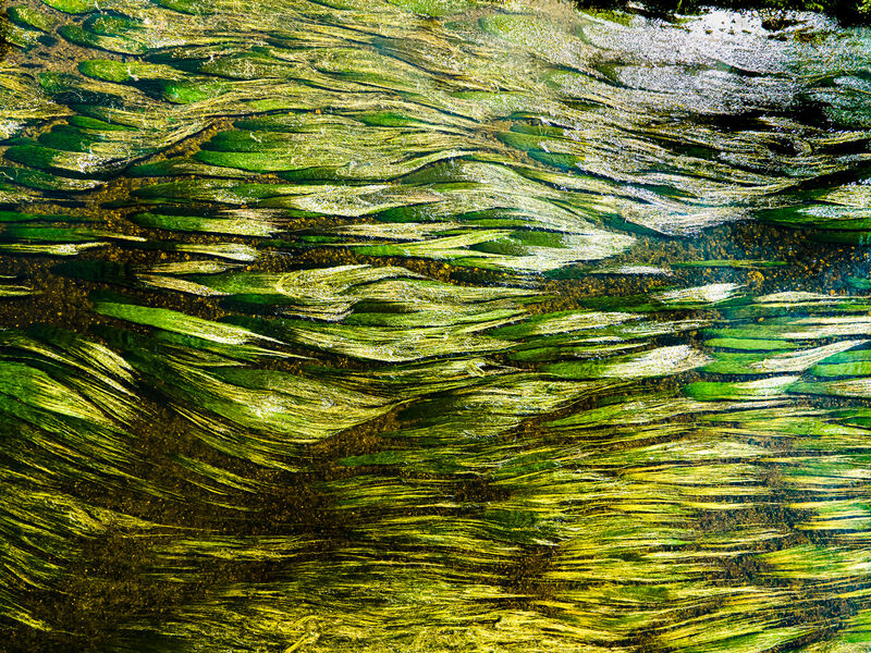 Aquatic ripples, colour swells and waves of light. Perspective of the dragonfly.   - a Photographic Art by Nicolas Becquet