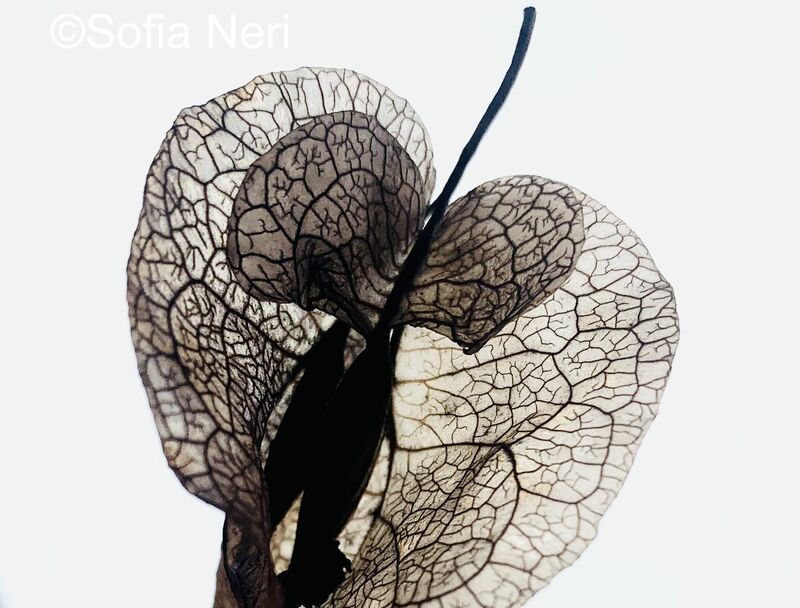 Nocciolo - a Photographic Art by Sofia Neri
