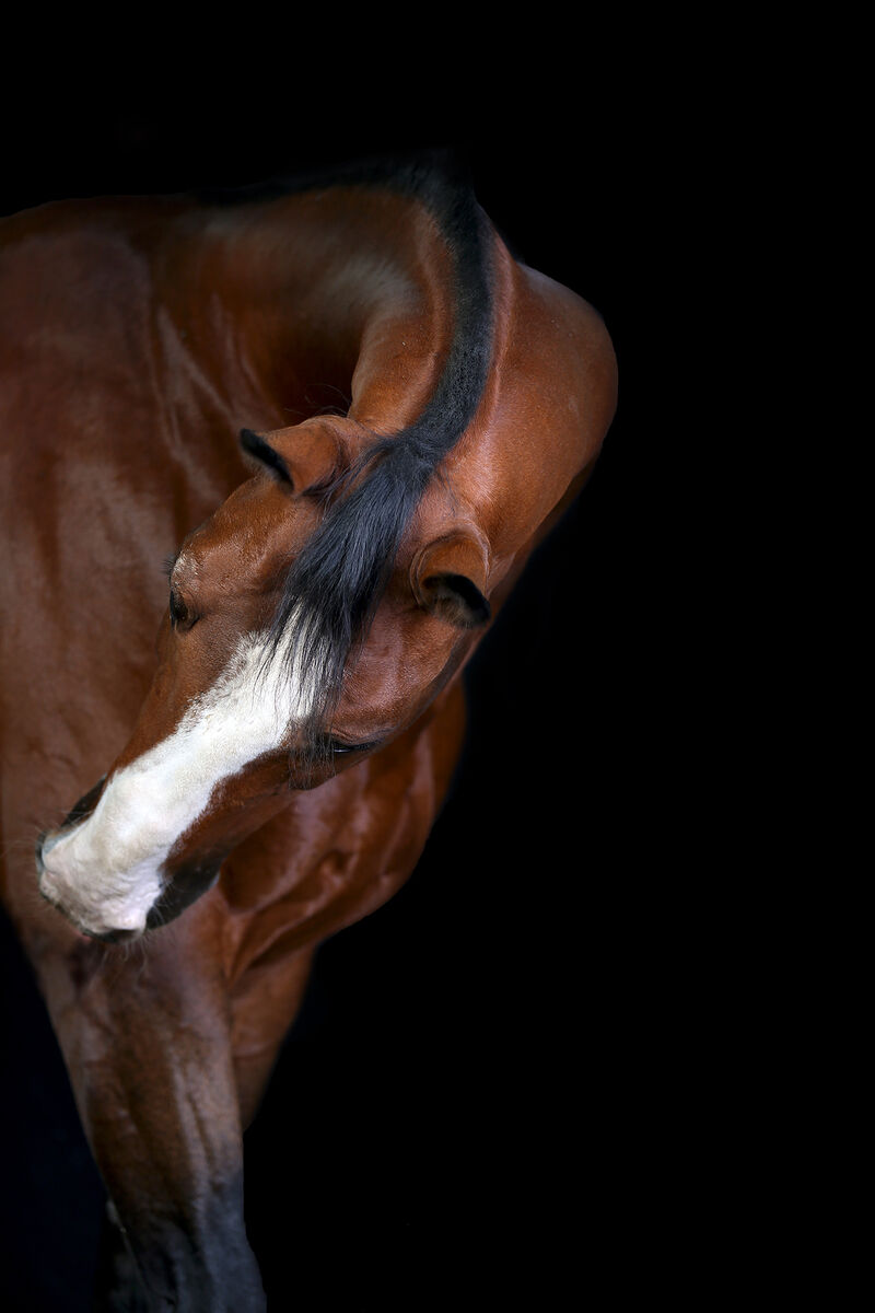 Portrait - a Photographic Art by Saeed Amjadian
