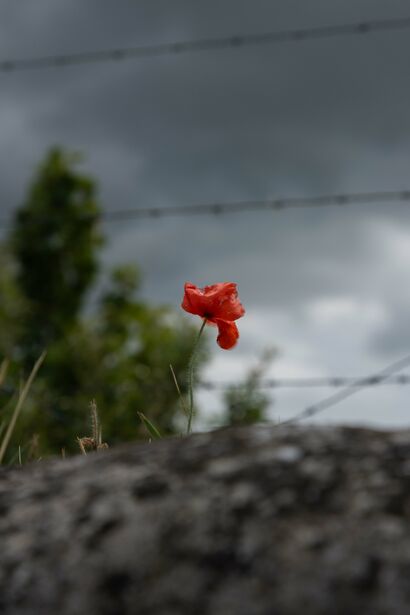 Where the Poppy Grows - A Photographic Art Artwork by Petra Mingneau