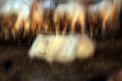 Perseo Perseo excerpt_mangerscene - a Photographic Art Artowrk by Massimo Caramaschi