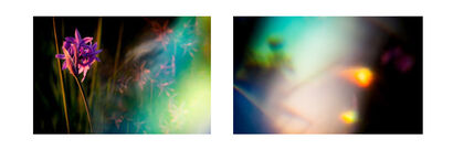 Lucid Bloom / Summer splash#3. Diptych - a Photographic Art Artowrk by Olga Neff
