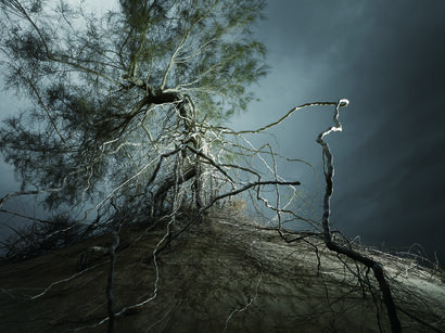 Twisted Roots and Intricate Gnarls - a Photographic Art Artowrk by Jun Guo