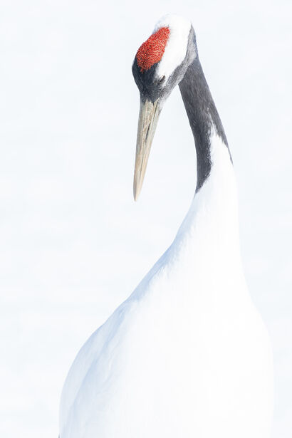 Japanese crane - a Photographic Art Artowrk by hiroto fukuda