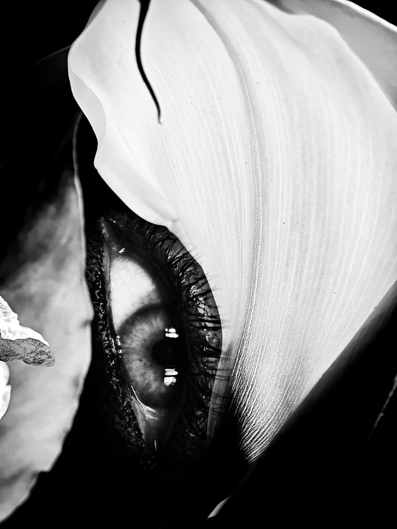 In to my Eye - OXYGEN - a Photographic Art by Sara Franci Visual Artist