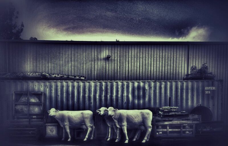Cows of the Apocalypse - a Photographic Art by Mike Rutherford