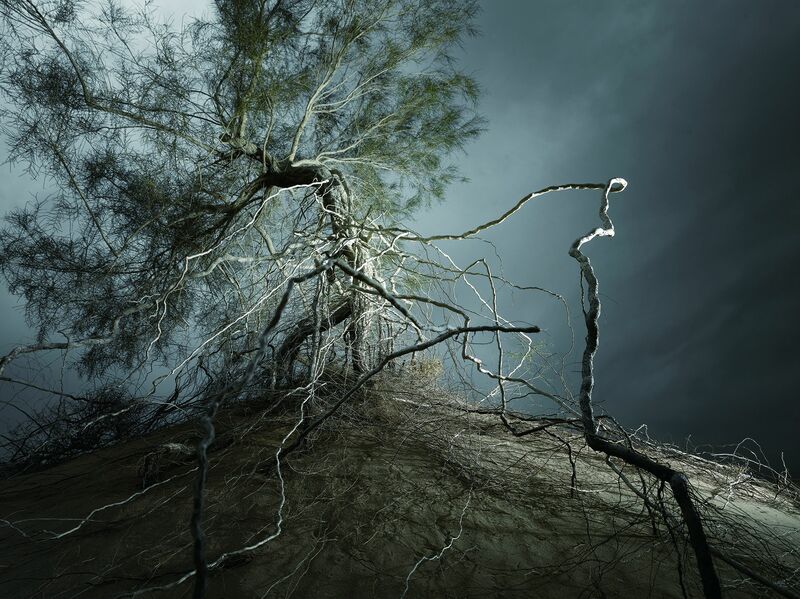 Twisted Roots and Intricate Gnarls - a Photographic Art by Jun Guo