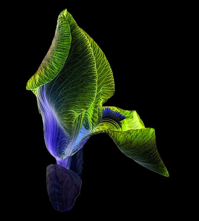 Dark Flower - A Photographic Art Artwork by Tony Ronchi