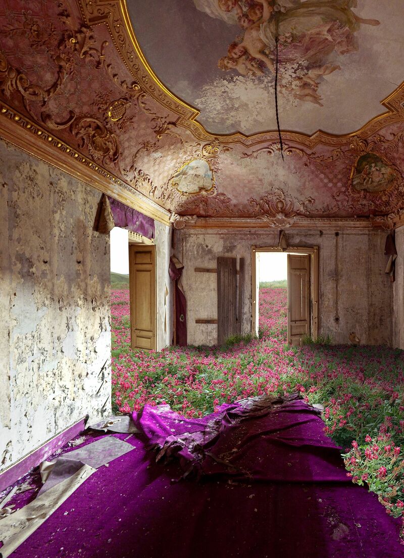Flowers on purple carpet - a Photographic Art by ALDO SALUCCI