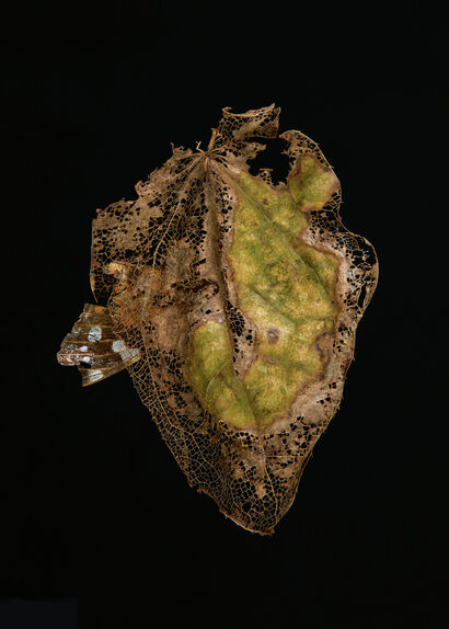 Poplar leaf (Disappeared) - A Photographic Art Artwork by Ewa Pszczulny