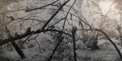 Territory #1: Paquare - The spider in my mind - a Photographic Art Artowrk by Camors Salomé-Charlotte