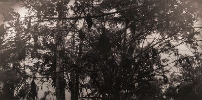 Territory #1: Paquare - Stranges Fruits - a Photographic Art Artowrk by Camors Salomé-Charlotte