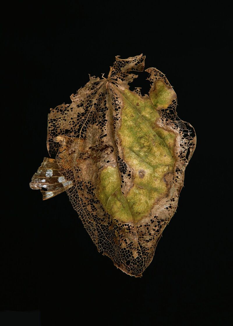 Poplar leaf (Disappeared) - a Photographic Art by Ewa Pszczulny