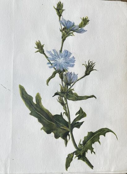 Cichorium intybus radix - a Paint Artowrk by Tolk-Johannesen Frida