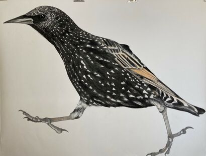 Starling - A Paint Artwork by Tone Hellerud