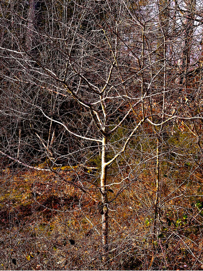 The Forest of Dean - a Photographic Art Artowrk by Philip  Dupee