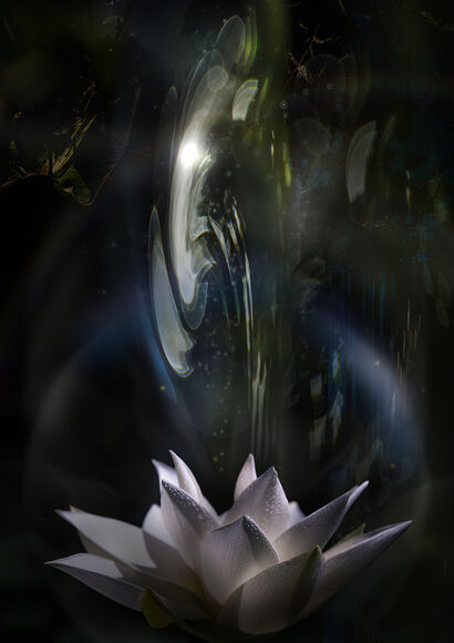 真如　thusness　Lotus 05 - a Photographic Art Artowrk by Akitoshi Matsuhara