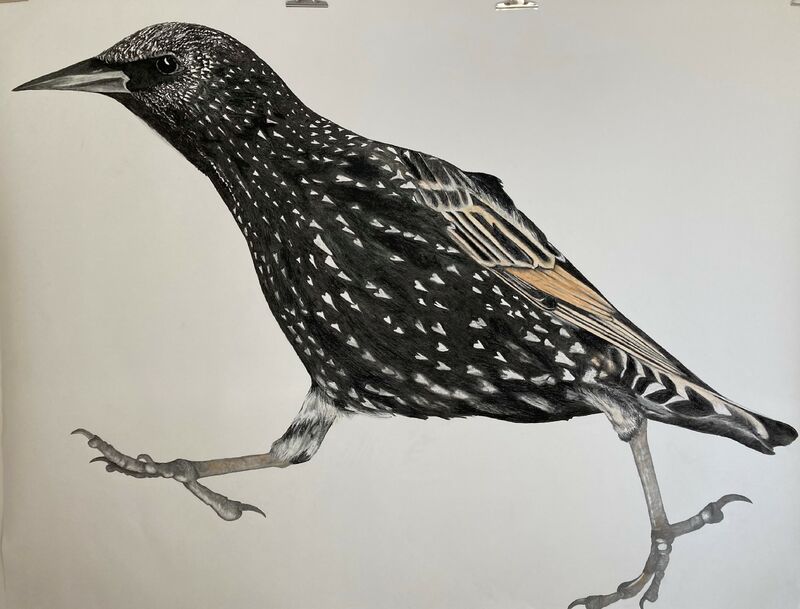 Starling - a Paint by Tone Hellerud