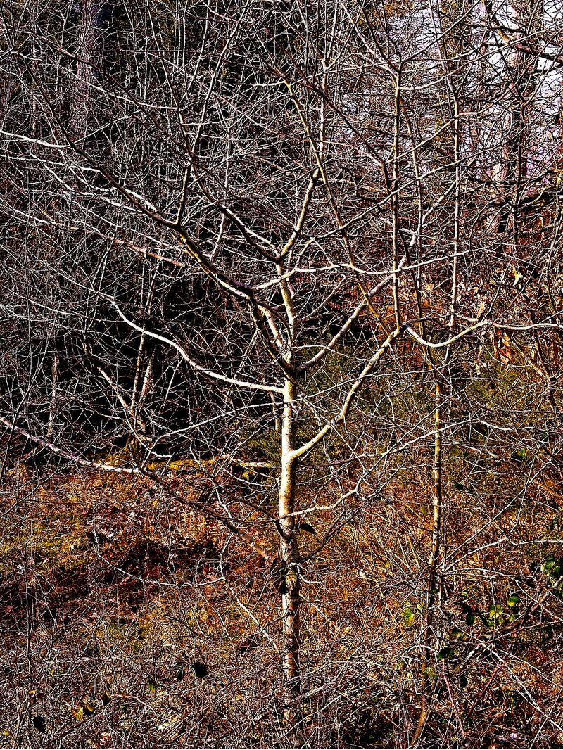 The Forest of Dean - a Photographic Art by Philip  Dupee
